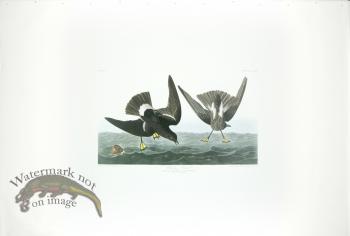 Wilson's Petrel